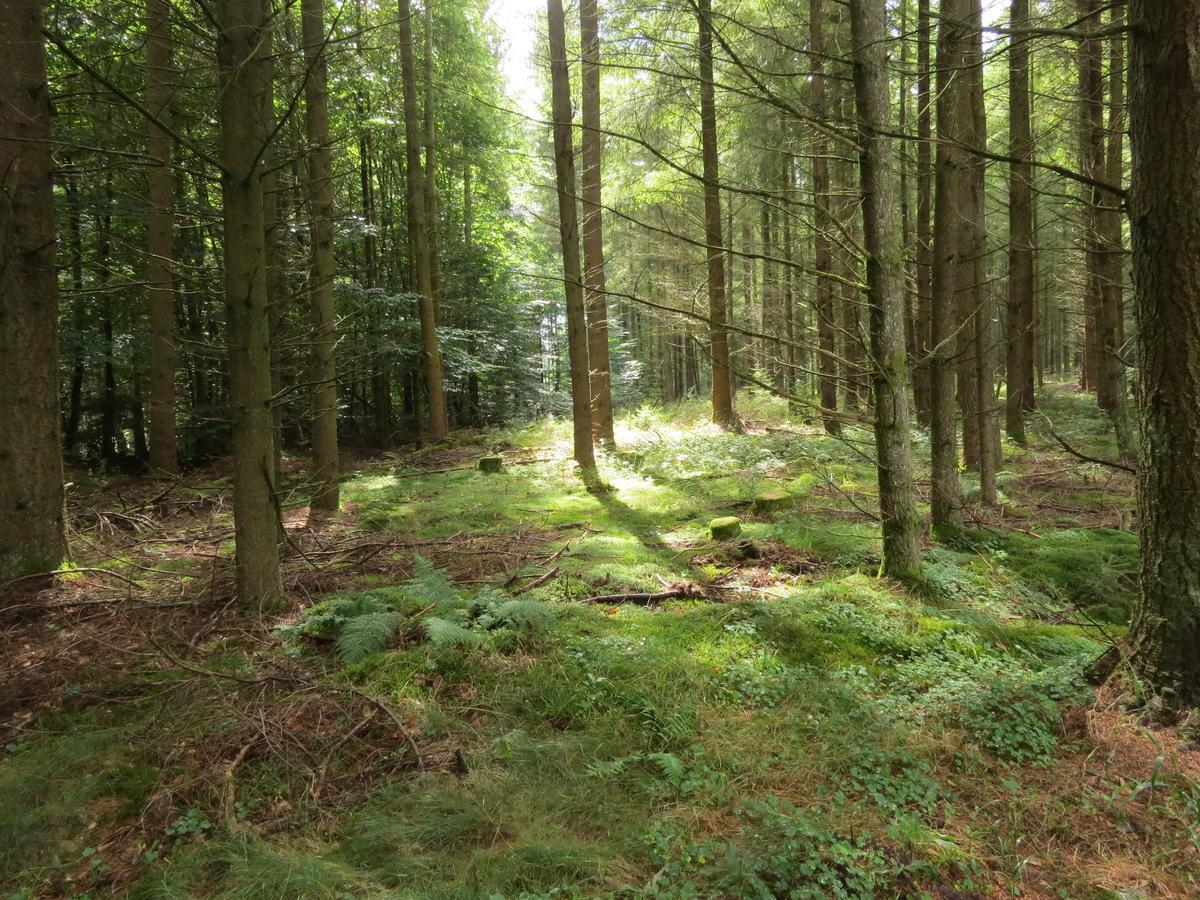 Отель Blick Zum Maimont Ludwigswinkel Экстерьер фото